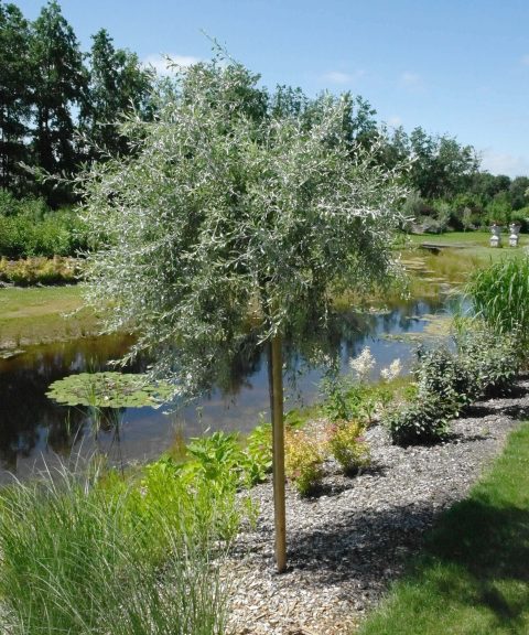 Bomen en Planten