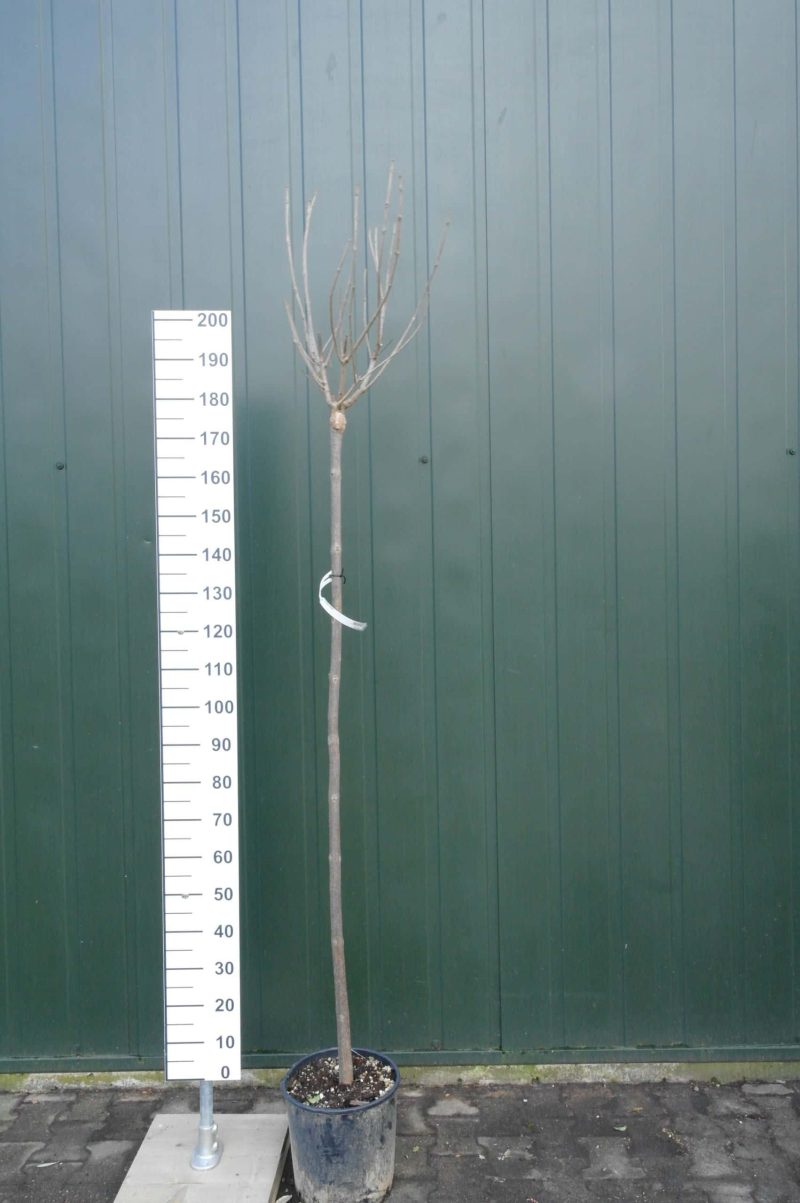 Catalpa bignonioides trompetboom 180 cm stam - Afbeelding 4