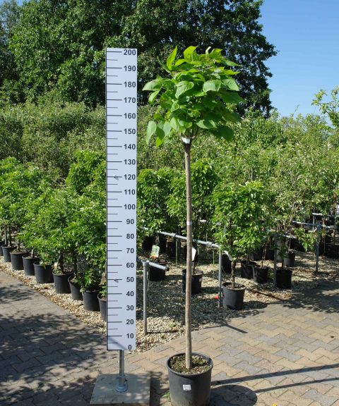 Catalpa bignonioides - trompetboom 150 cm stam
