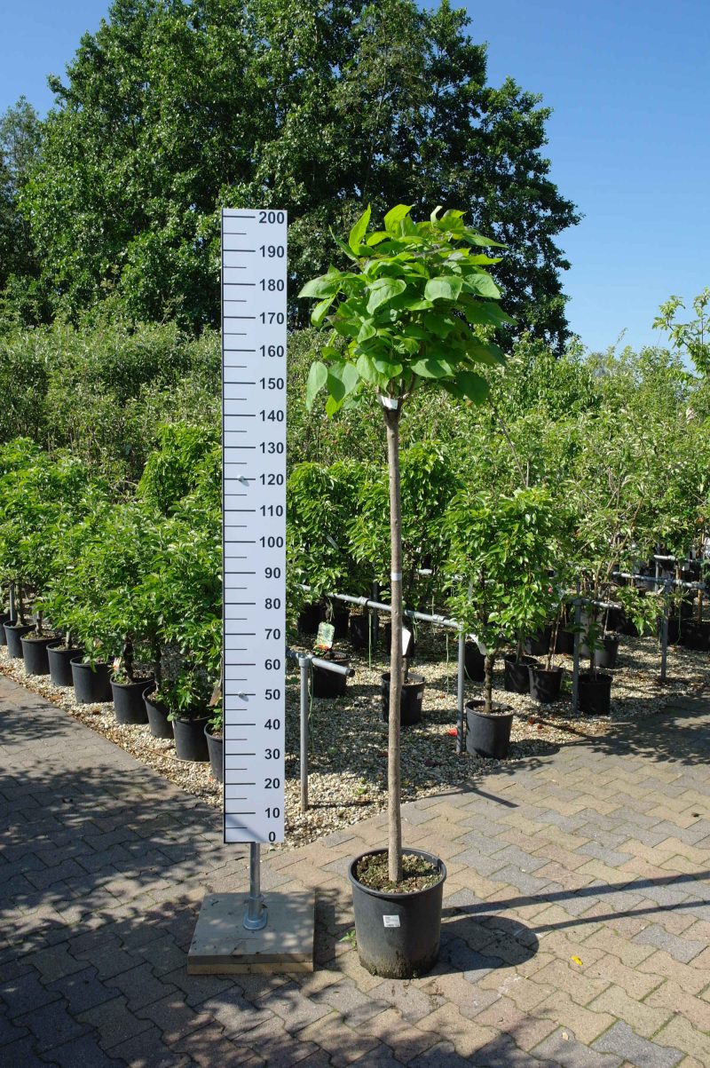 Catalpa bignonioides - trompetboom 150 cm stam