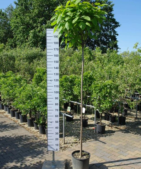 Catalpa bignonioides trompetboom 180 cm stam