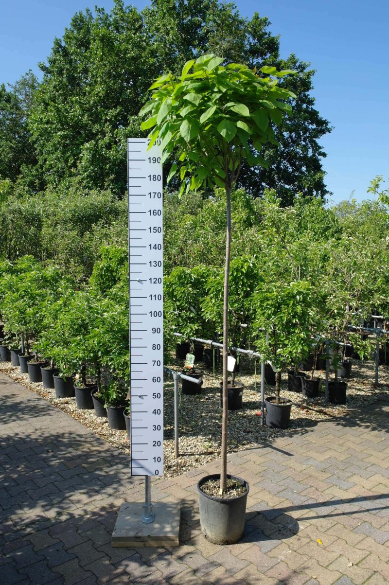 Catalpa bignonioides trompetboom 180 cm stam