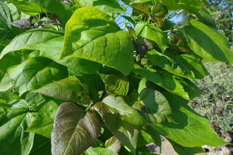 Catalpa bignonioides trompetboom 180 cm stam - Afbeelding 2