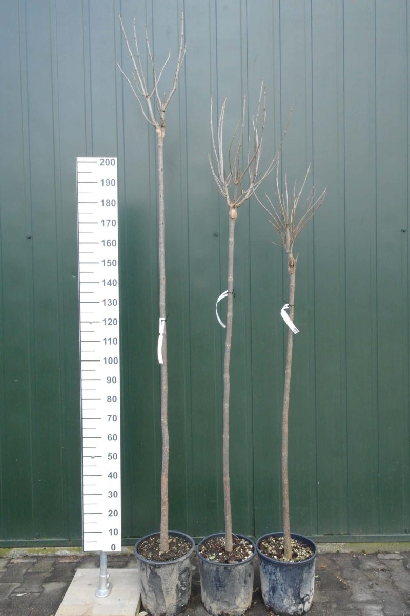 Catalpa bignonioides trompetboom 210 cm stam - Afbeelding 5