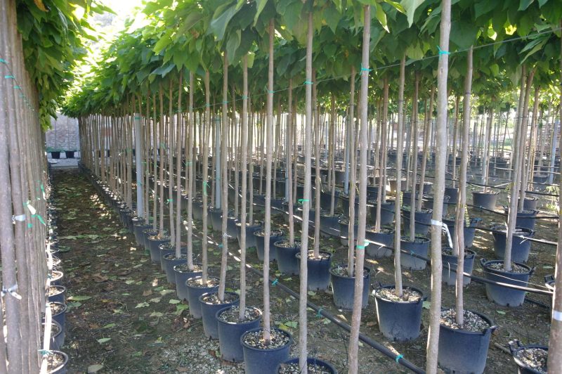 Catalpa bignonioides trompetboom 180 cm stam - Afbeelding 5