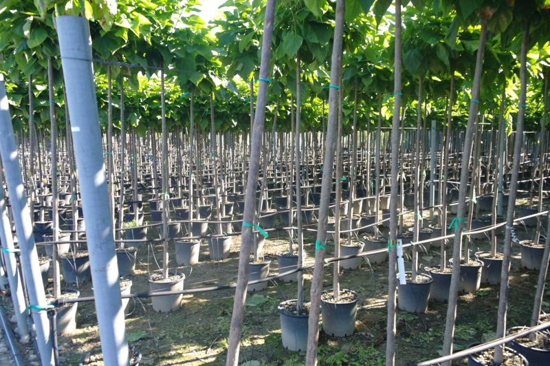 Catalpa bignonioides trompetboom 180 cm stam - Afbeelding 3