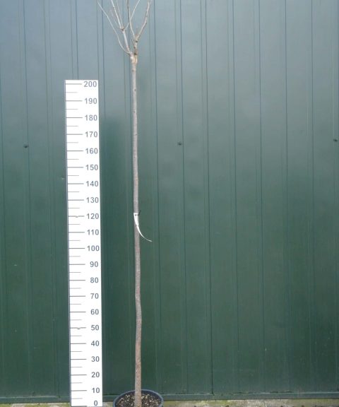 Catalpa bignonioides trompetboom 210 cm stam