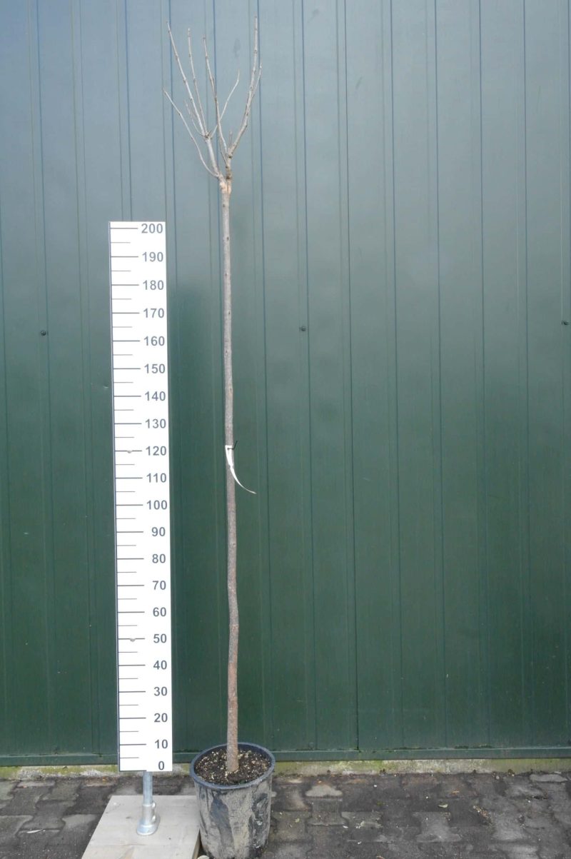 Catalpa bignonioides trompetboom 210 cm stam