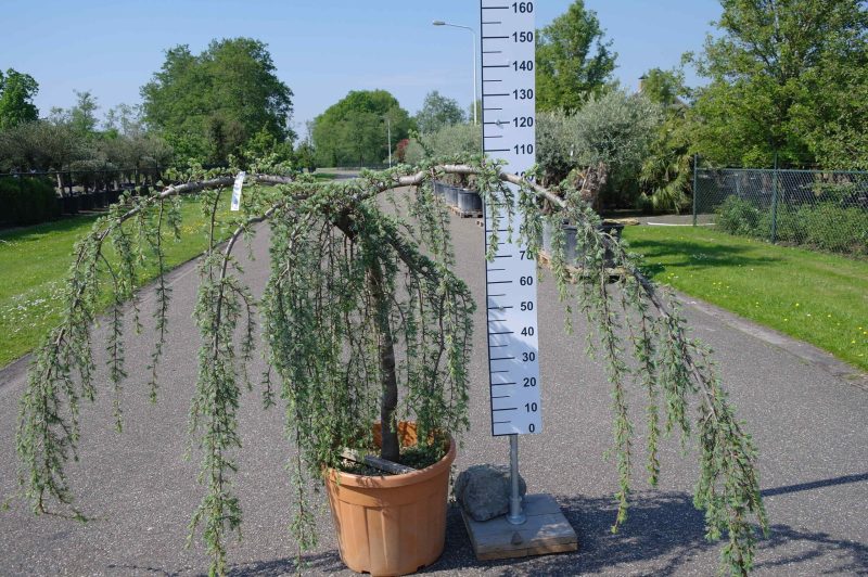 Cedrus Atlantica 'Glauca Pendule' - Afbeelding 2