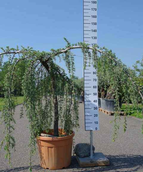 Cedrus Atlantica 'Glauca Pendule'