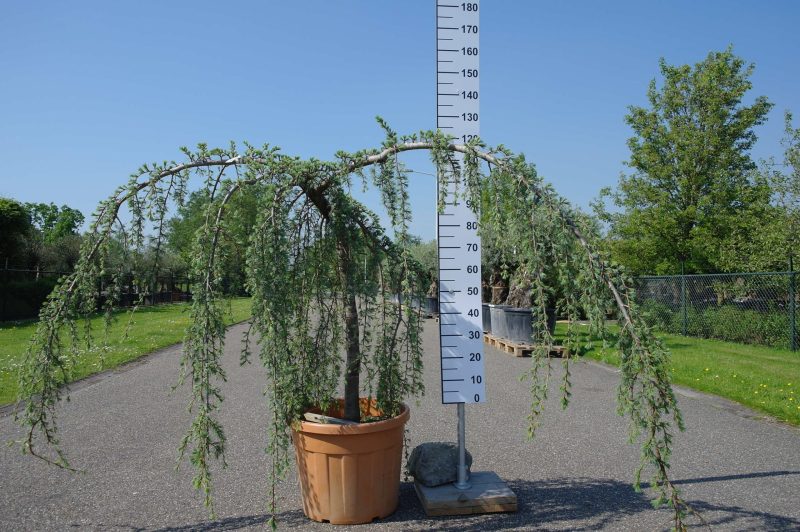 Cedrus Atlantica 'Glauca Pendule'