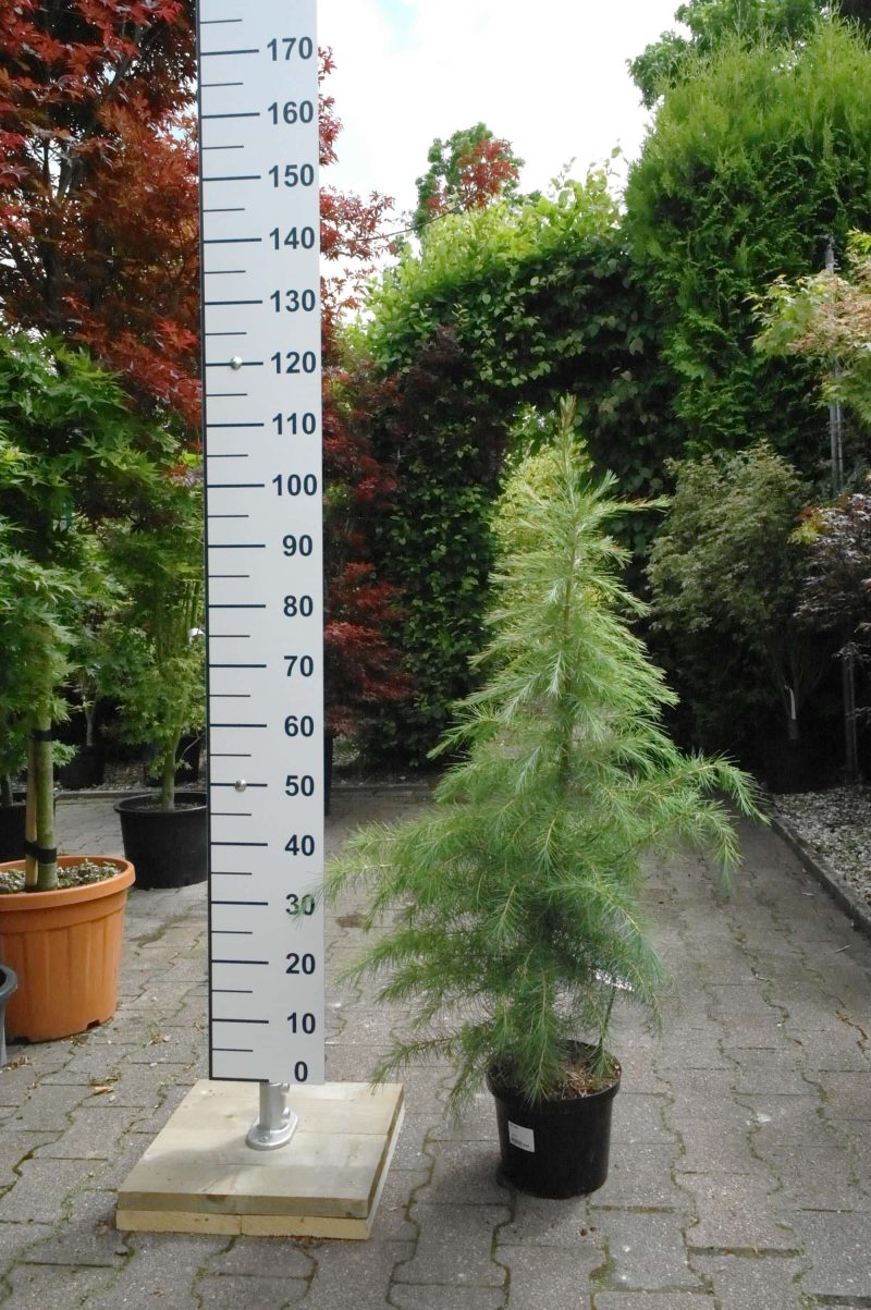 Cedrus Deodara