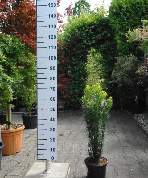 Cephalotaxus  Harr. Fastigiata