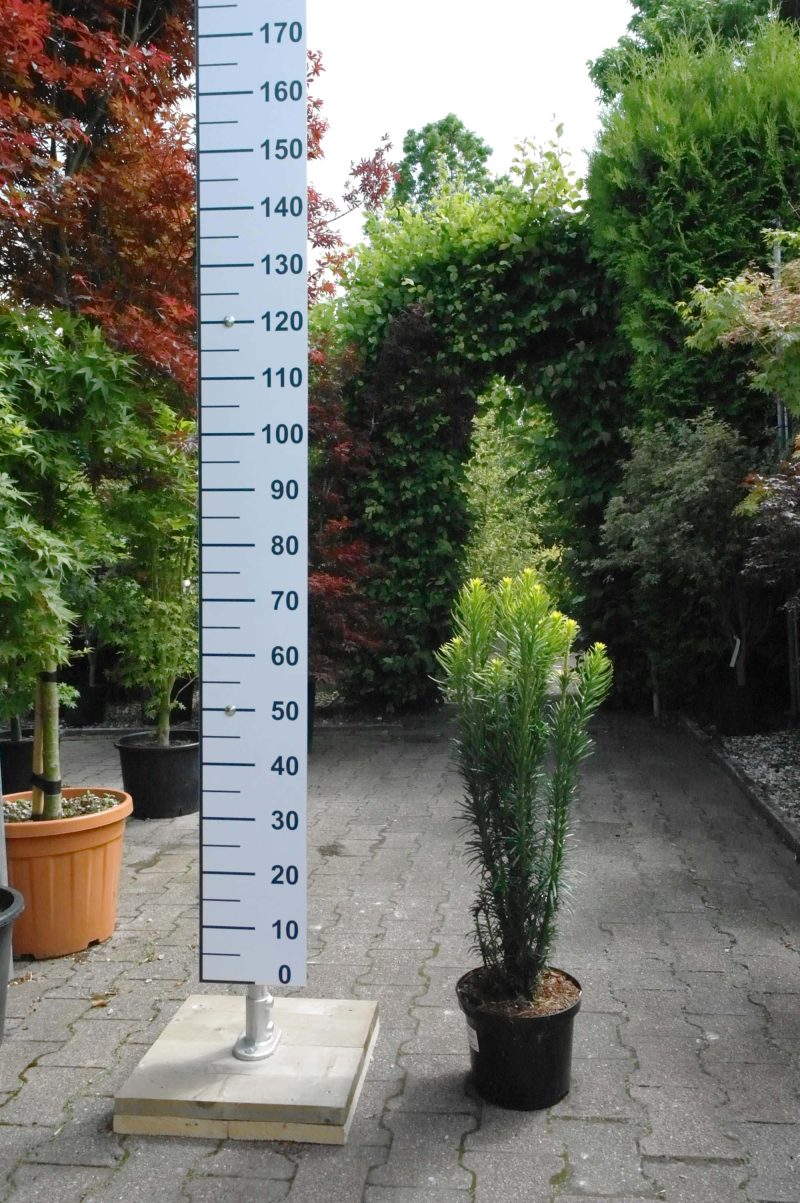 Cephalotaxus  Harr. Fastigiata