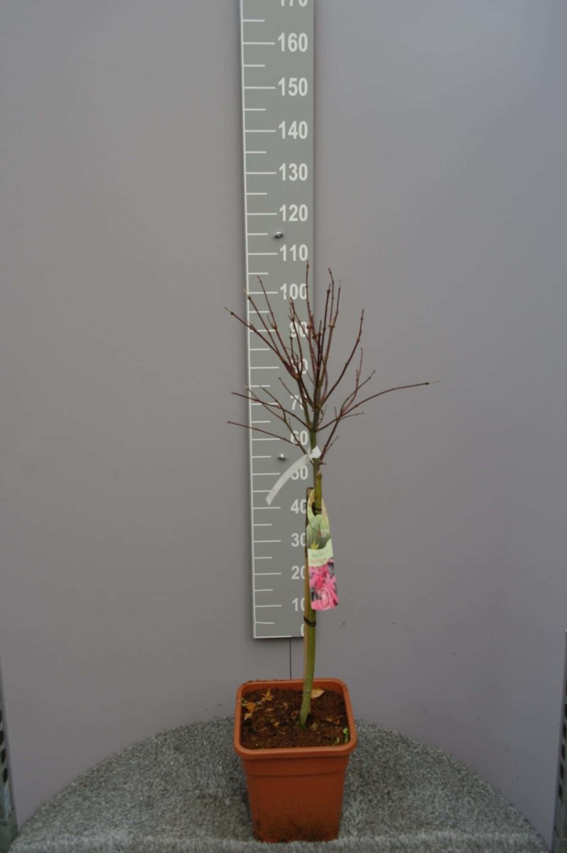 Acer palmatum Skeeters Broom 11 liter