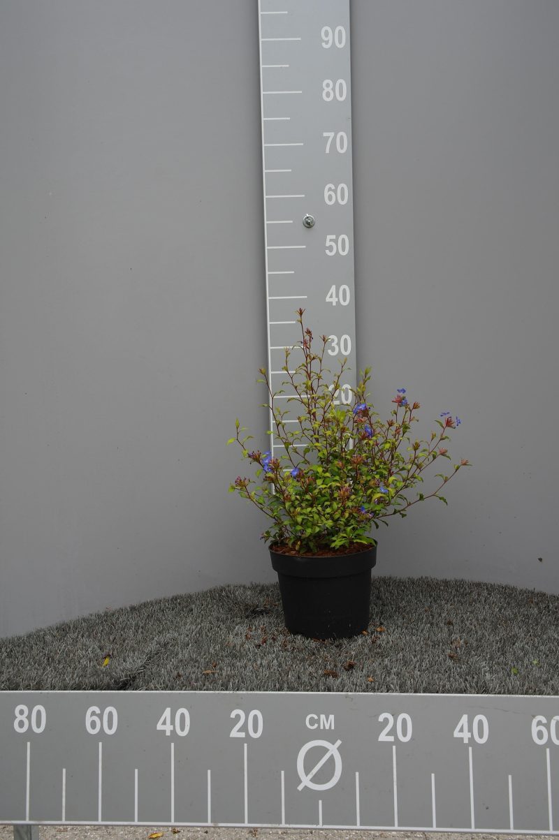 Ceratostigma Willmottianum