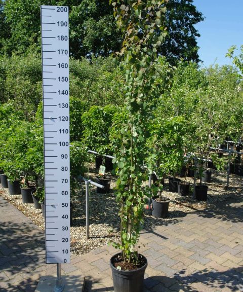 Cercidiphyllum Japonicum