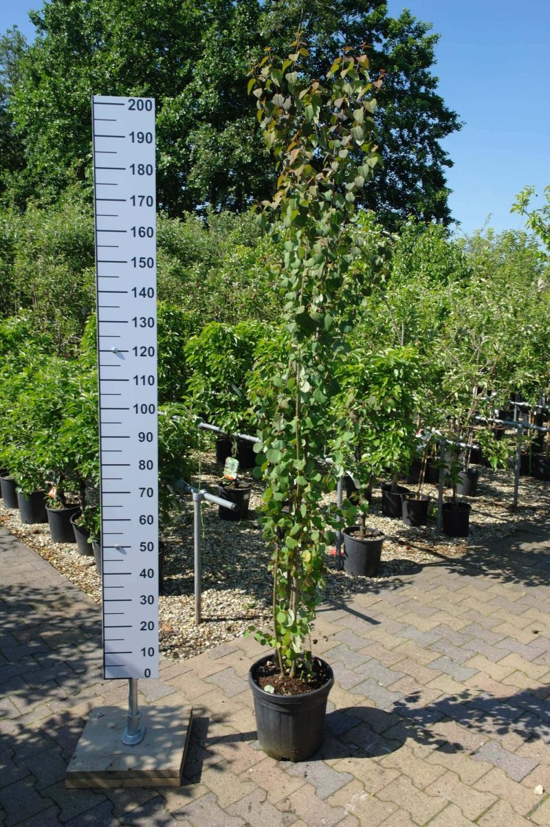 Cercidiphyllum Japonicum
