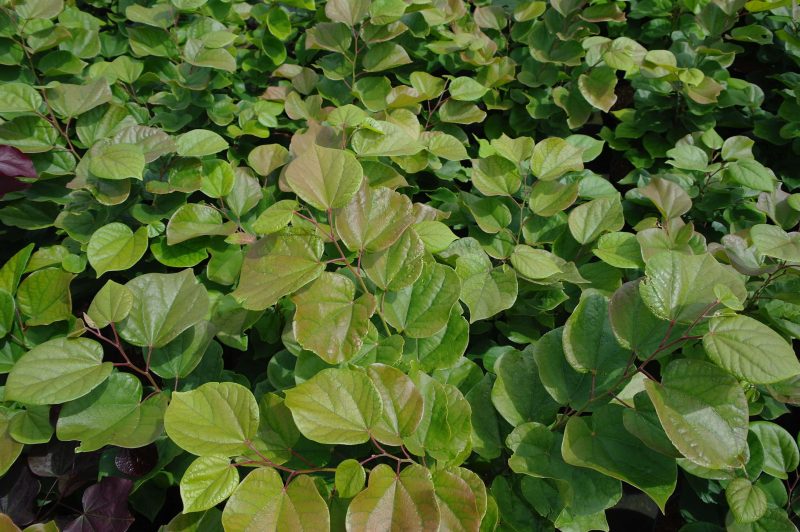 Cercis Canadensis 'Merlot' - Afbeelding 2