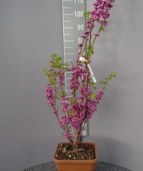 Cercis Chin. Avondale