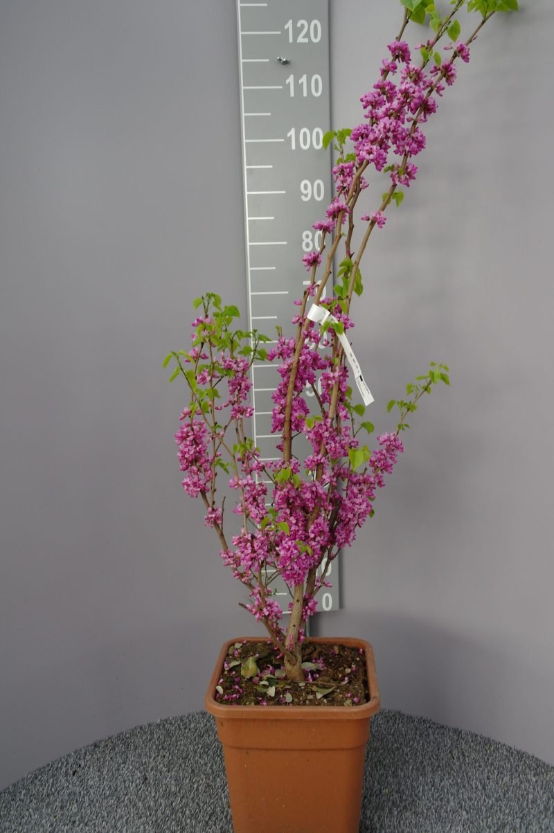Cercis Chin. Avondale