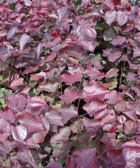 Cercis Canadensis Forest Pansy