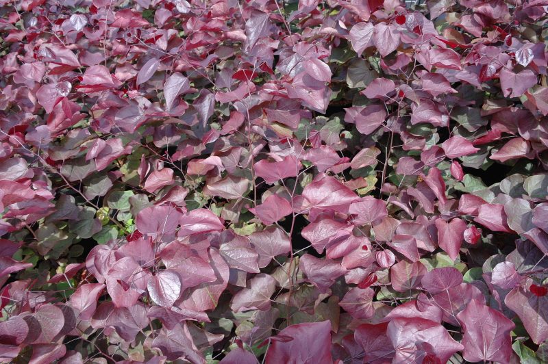Cercis Canadensis Forest Pansy