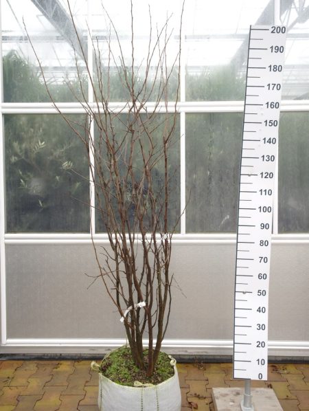 Cercis Siliquastrum - Meerstammige Judasboom