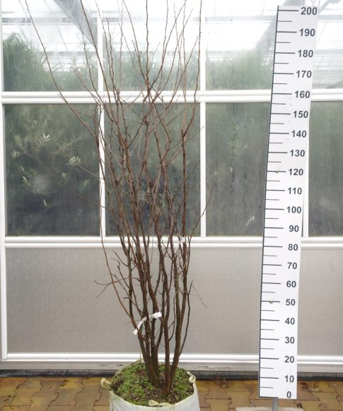 Cercis Siliquastrum - Meerstammige Judasboom