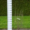 Cercis Canadensis 'Texas white'