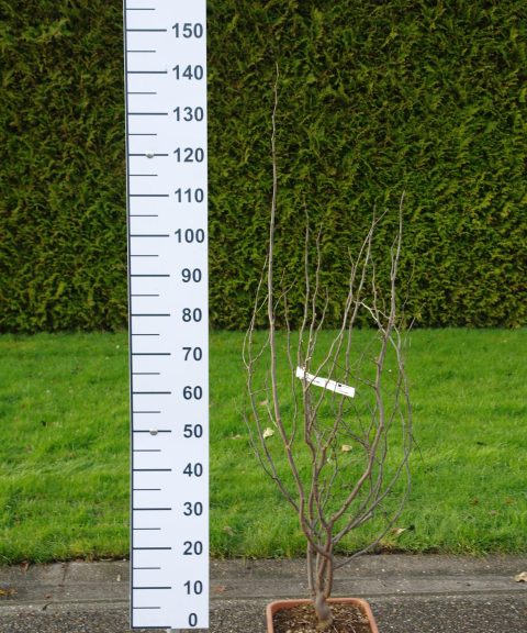 Cercis Canadensis 'Texas white'