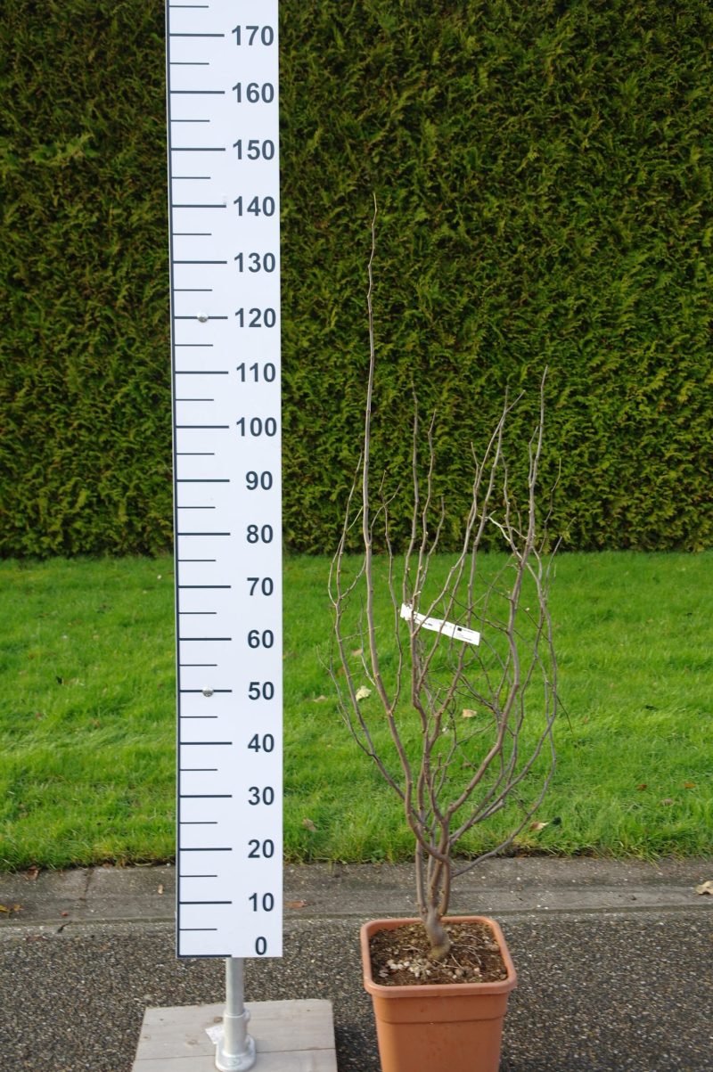 Cercis Canadensis 'Texas white'