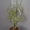 Cercis Canadensis 'Texas white'