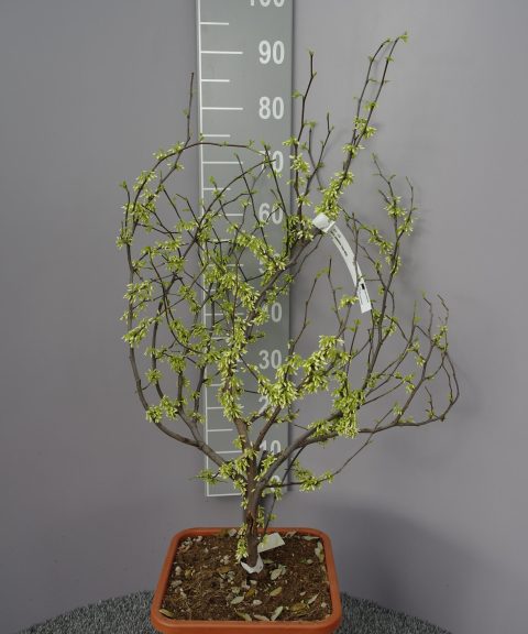 Cercis Canadensis 'Texas white'