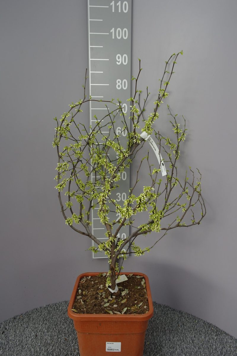 Cercis Canadensis 'Texas white'
