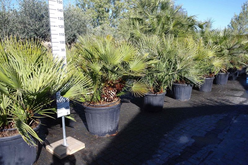 Palmboom Chamaerops Humilis - Afbeelding 3
