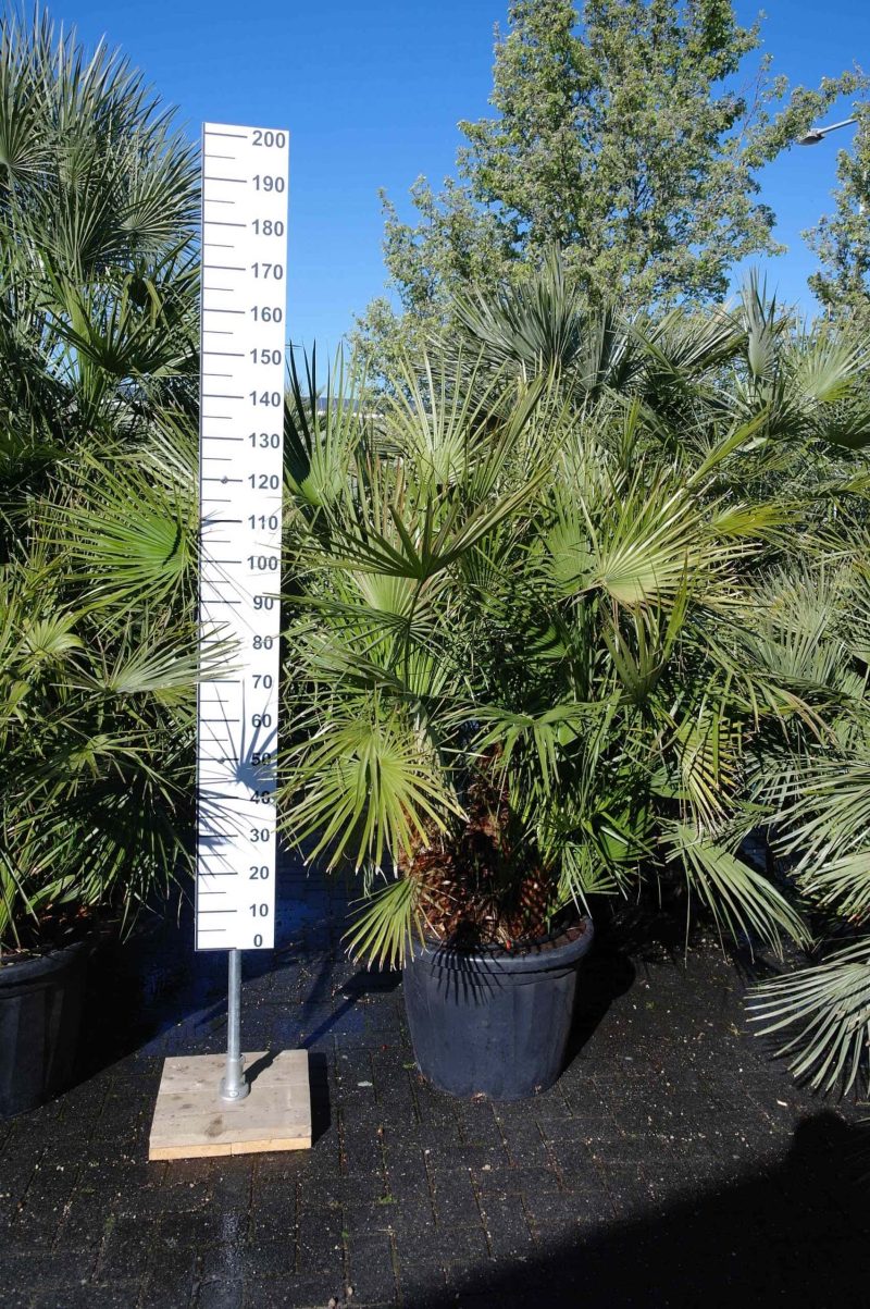 Palmboom Chamaerops Humilis