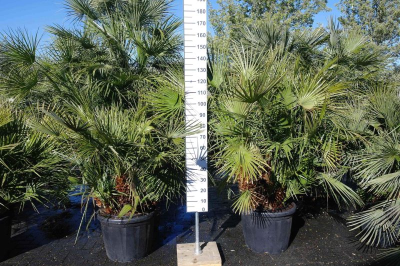 Palmboom Chamaerops Humilis - Afbeelding 2