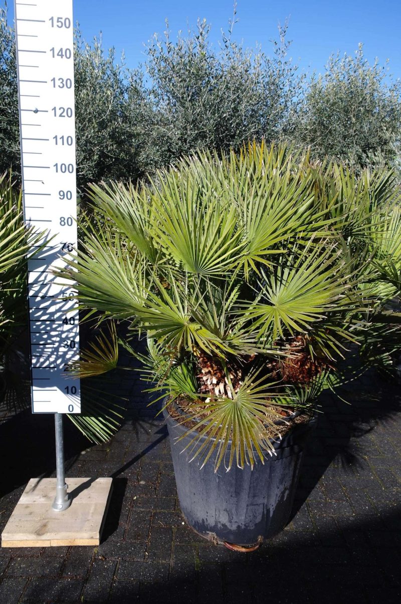 Palmboom Chamaerops Humilis - Afbeelding 2