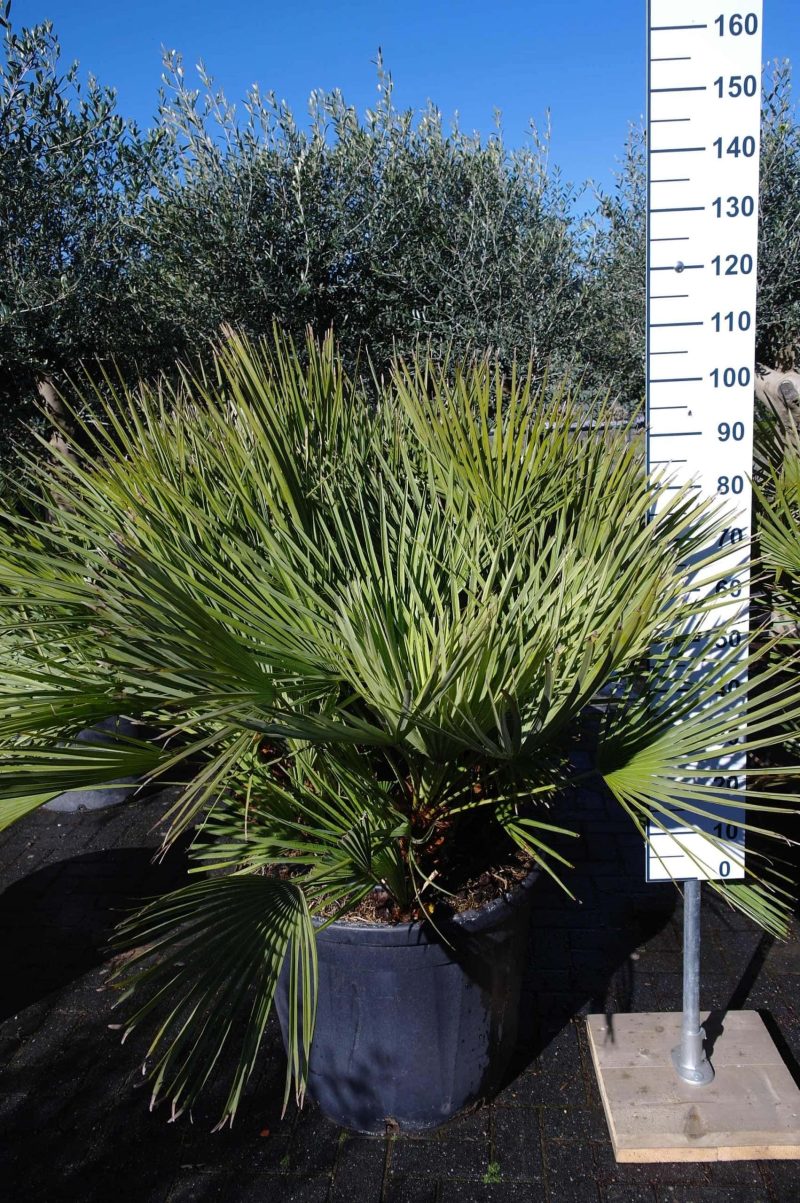 Palmboom Chamaerops Humilis
