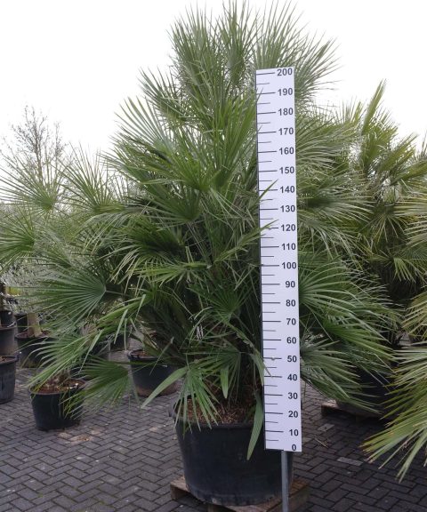 Palmboom Chamaerops Humilis multistam