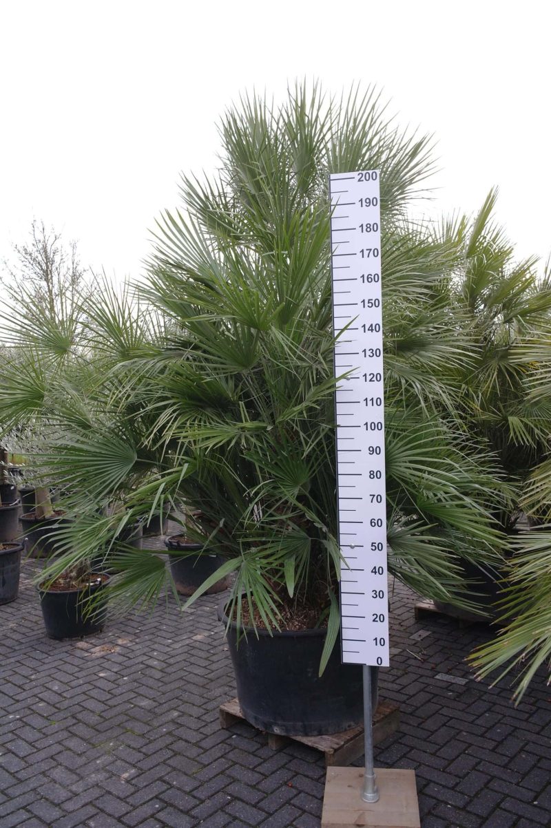 Palmboom Chamaerops Humilis multistam