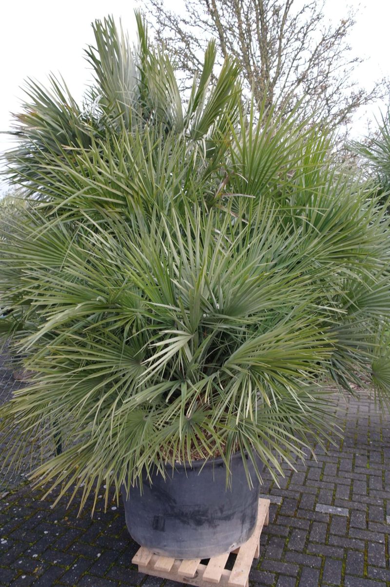 Palmboom Chamaerops Humilis multistam - Afbeelding 9