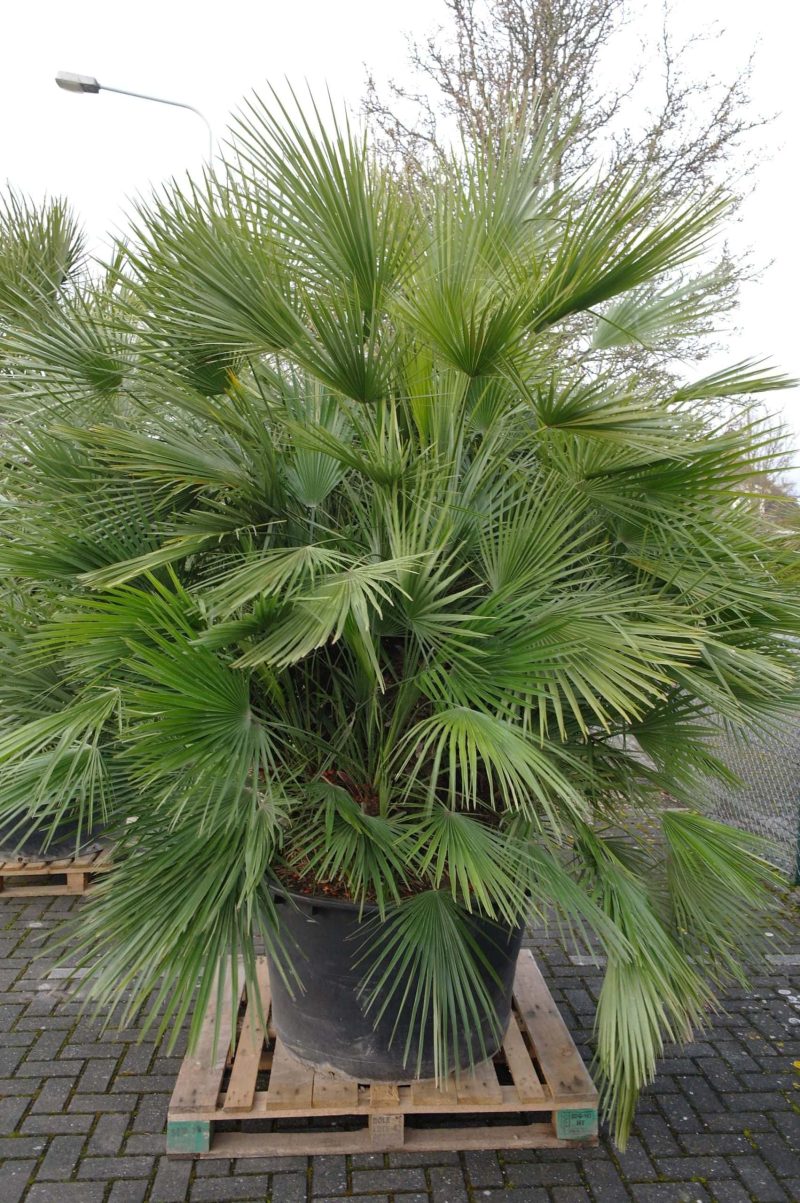 Palmboom Chamaerops Humilis multistam - Afbeelding 5