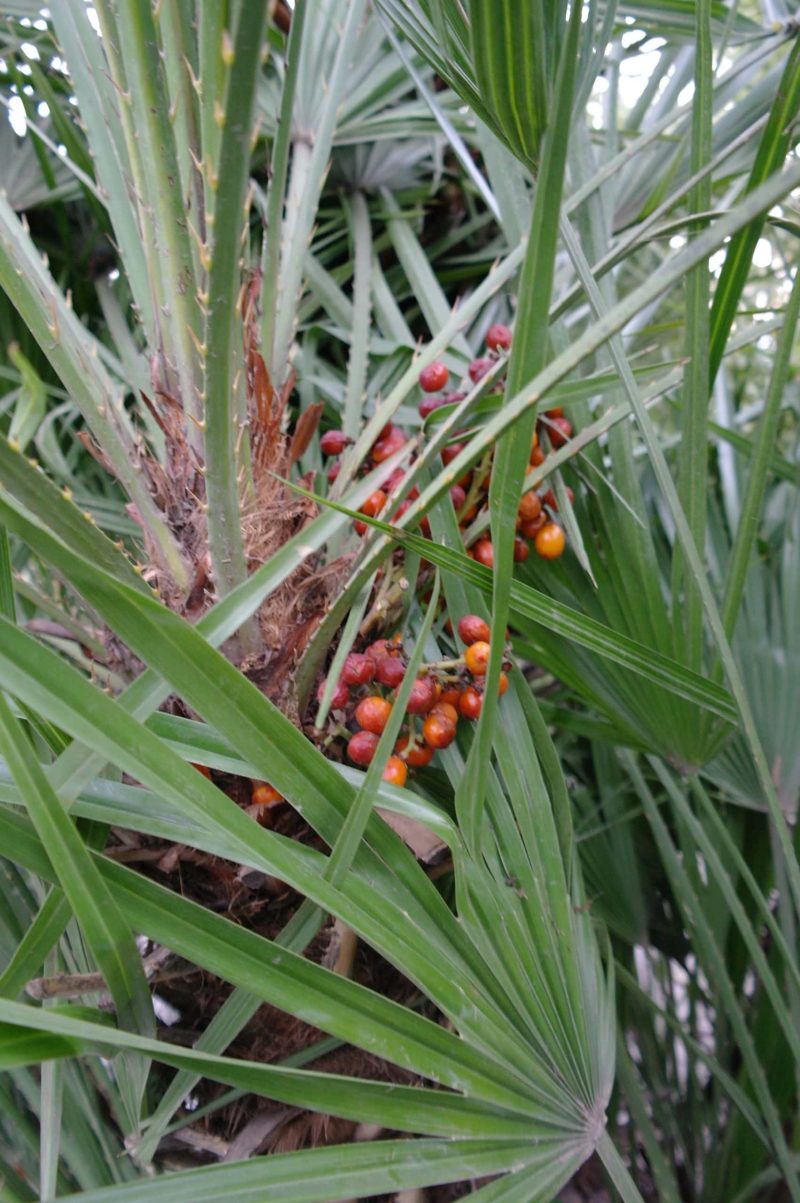 Palmboom Chamaerops Humilis multistam - Afbeelding 7
