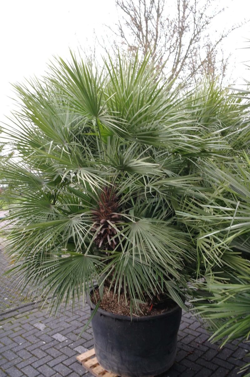 Palmboom Chamaerops Humilis multistam - Afbeelding 6