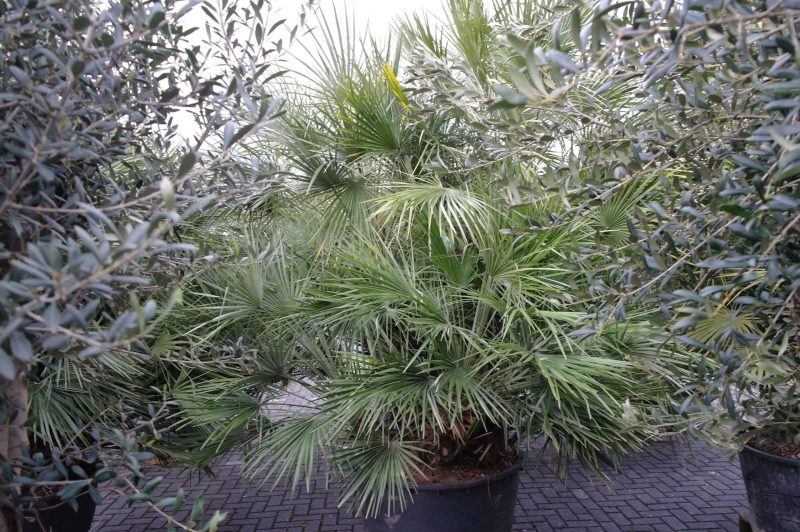 Palmboom Chamaerops Humilis multistam - Afbeelding 10