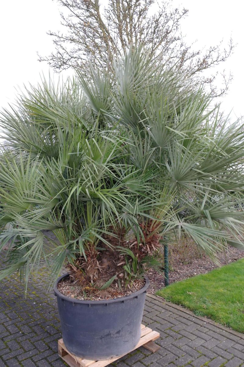 Palmboom Chamaerops Humilis multistam - Afbeelding 8