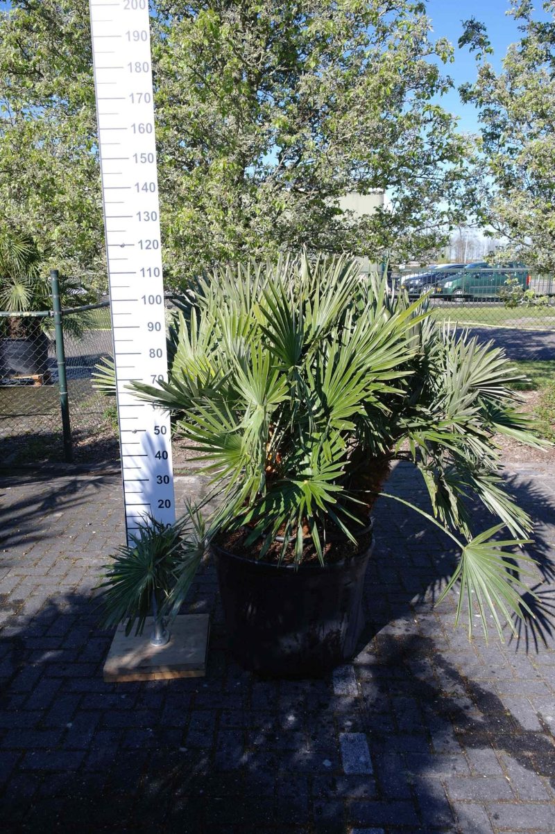 Palmboom Chamaerops Humilis compacta