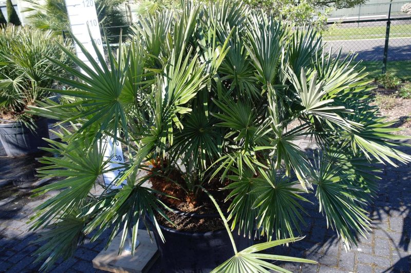 Palmboom Chamaerops Humilis compacta - Afbeelding 2